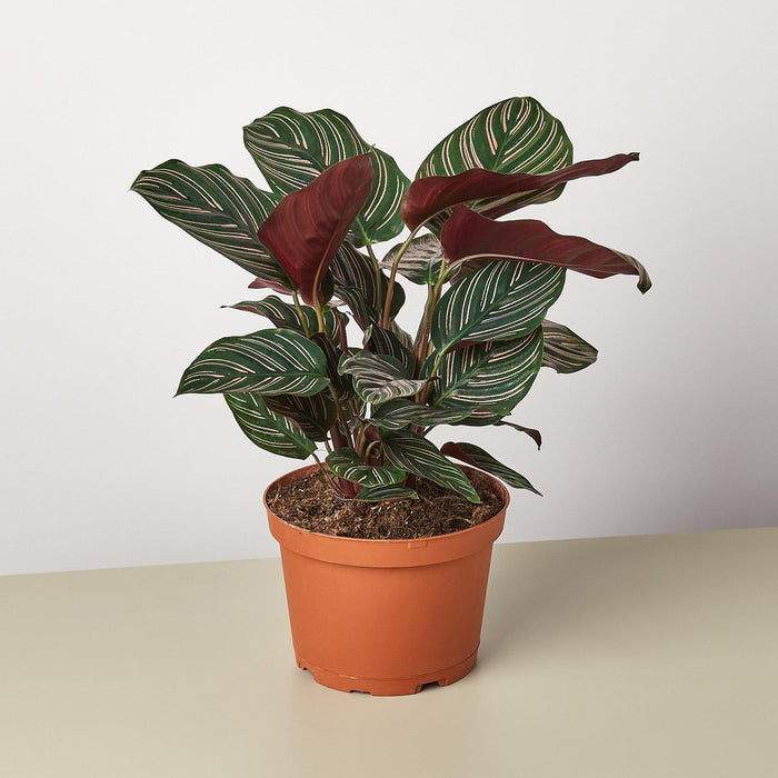 calathea ornata indoor plant Calathea 'Ornata' | Indoor Plant | Tropical Plant | Potted Plant