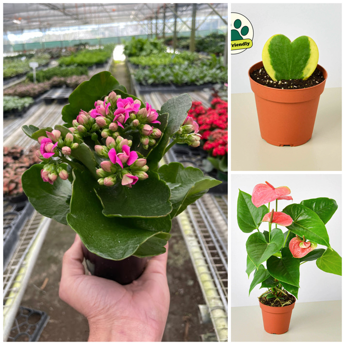 💖 Valentine’s Day Plant Bundle