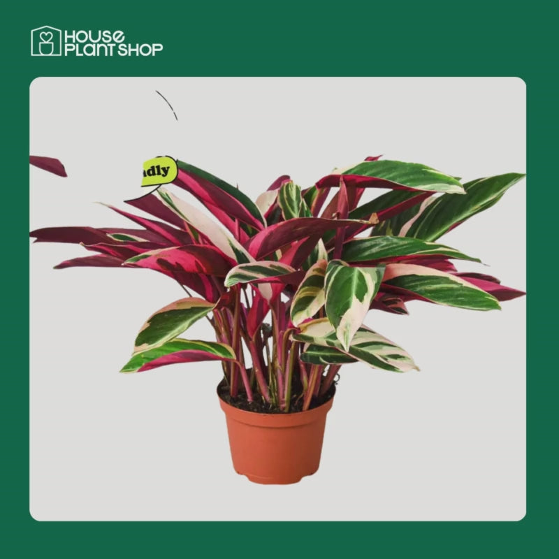 Stromanthe 'Triostar'