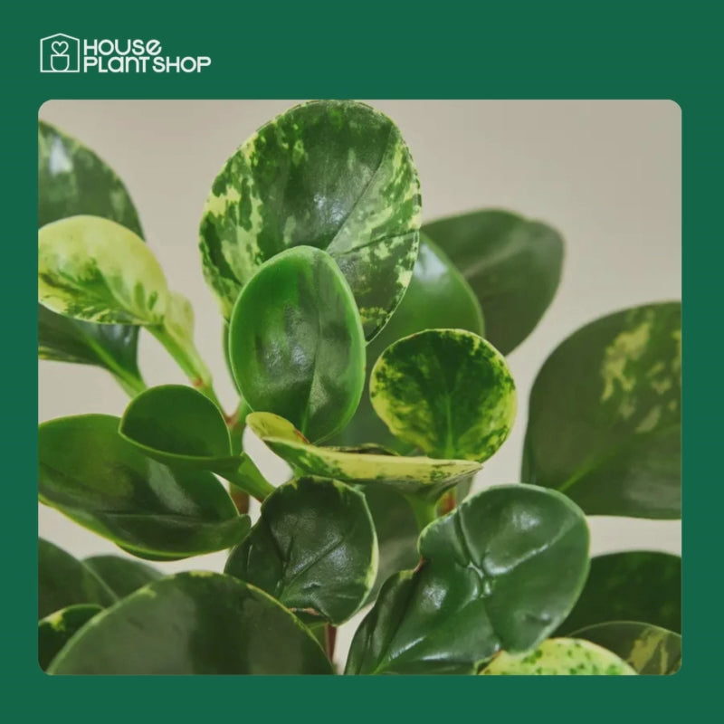 Peperomia 'Marble'