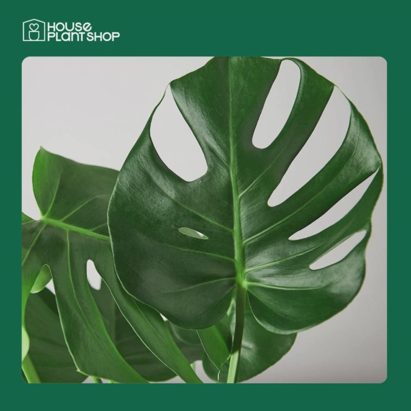 Monstera 'Split-Leaf'