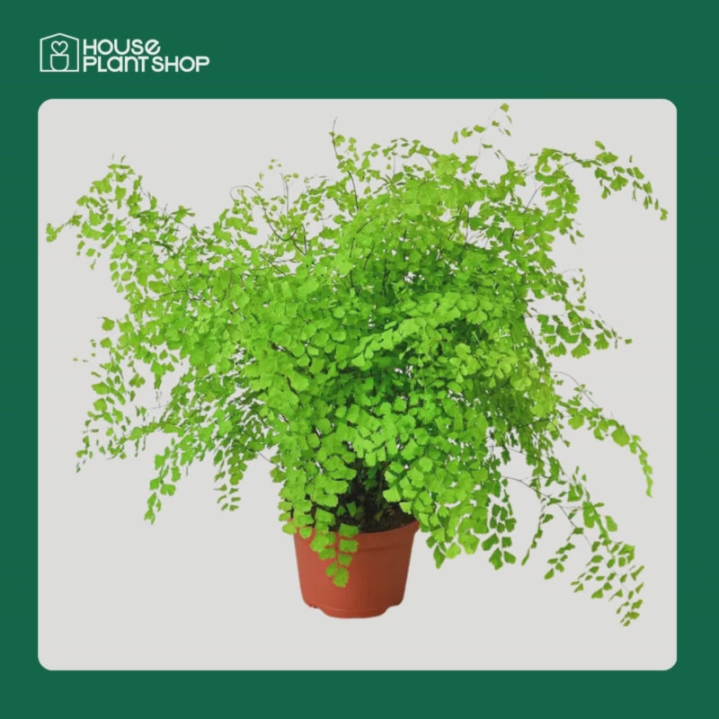 Maidenhair Fern
