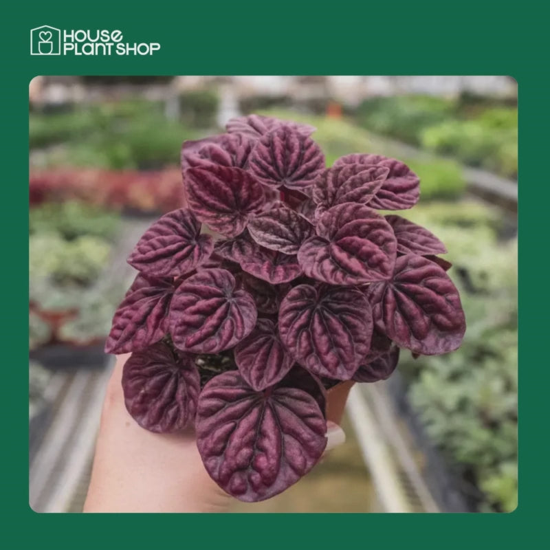 Peperomia 'Ripple Red'