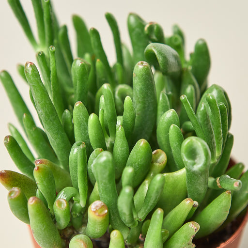 Crassula Ovata 'Gollum Jade' Succulent - 4" Pot - House Plant Shop