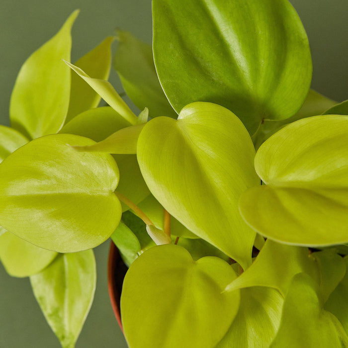 lemon lime philodendron cordatum Philodendron Cordatum 'Neon' | Indoor Plant | Tropical Plant | Potted Plant