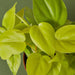 Philodendron Cordatum 'Neon' - House Plant Shop