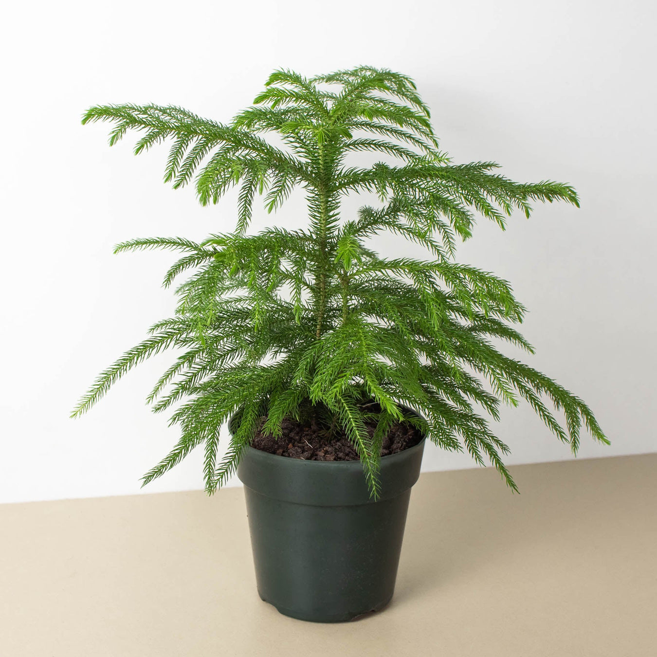 Pine Plants