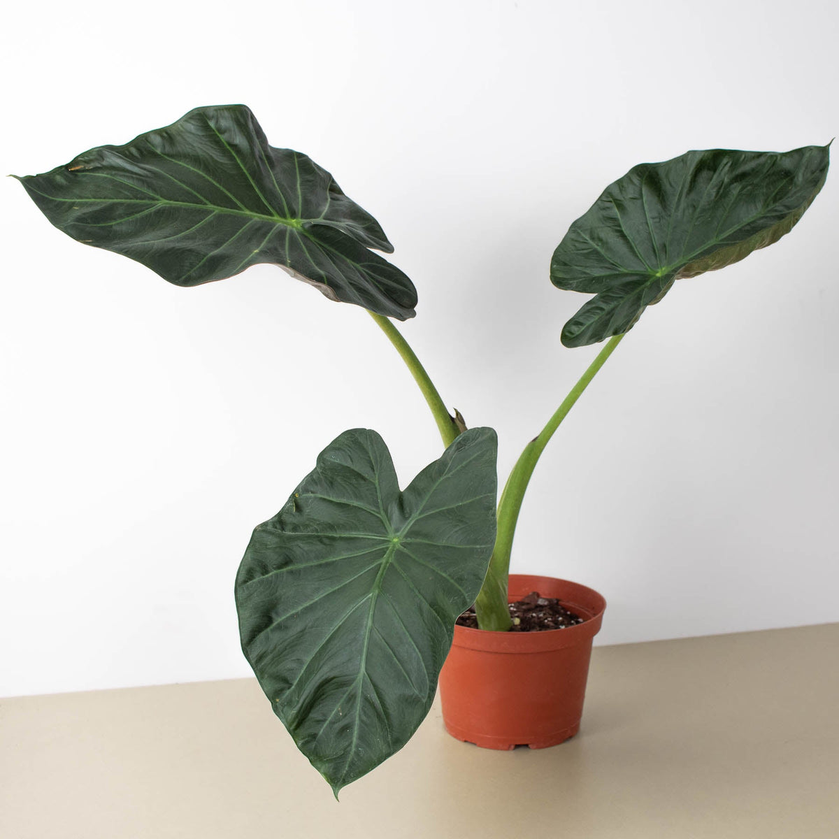 elephant ear plant alocasia regal shield Alocasia 'Regal Shield'