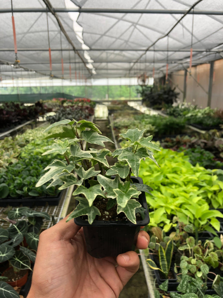 English Ivy 'Eva' | Indoor Plant | Tropical Plant | Potted Plant