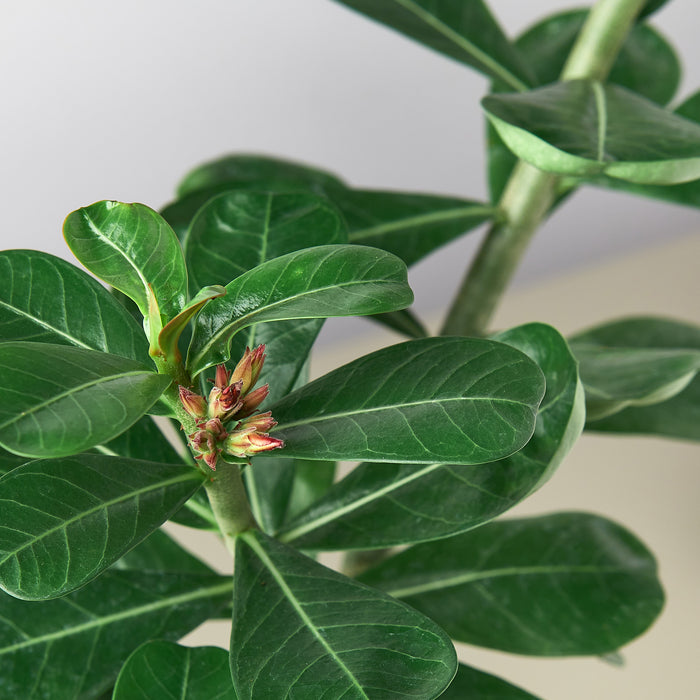 is adenium a succulent Succulent Adenium Obesum 'Desert Rose' | Indoor Plant | Tropical Plant | Potted Plant