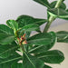 Succulent Adenium Obesum 'Desert Rose' - House Plant Shop