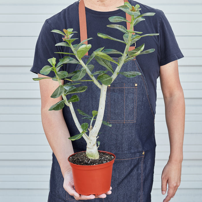 is desert rose an indoor plant Succulent Adenium Obesum 'Desert Rose'