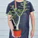Succulent Adenium Obesum 'Desert Rose' - House Plant Shop