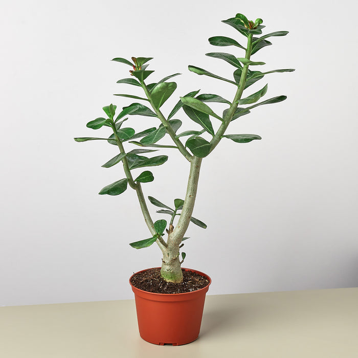 is adenium a succulent Succulent Adenium Obesum 'Desert Rose'