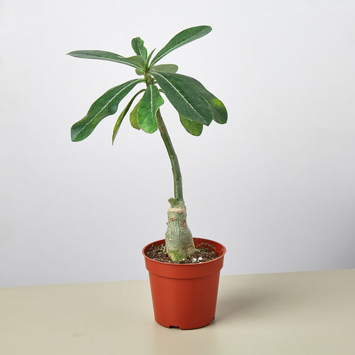 succulents box adenium obesum desert rose Succulent Adenium Obesum 'Desert Rose'