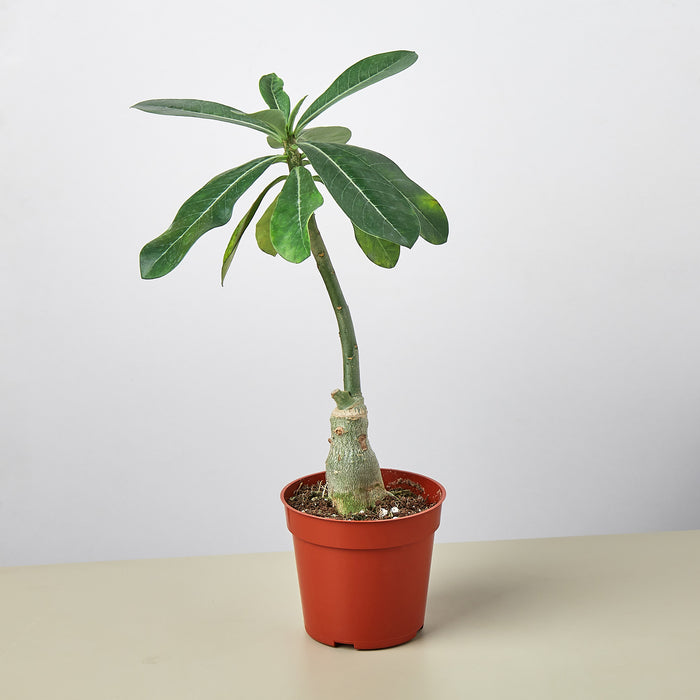 desert rose succulent plant Succulent Adenium Obesum 'Desert Rose' | Indoor Plant | Tropical Plant | Potted Plant
