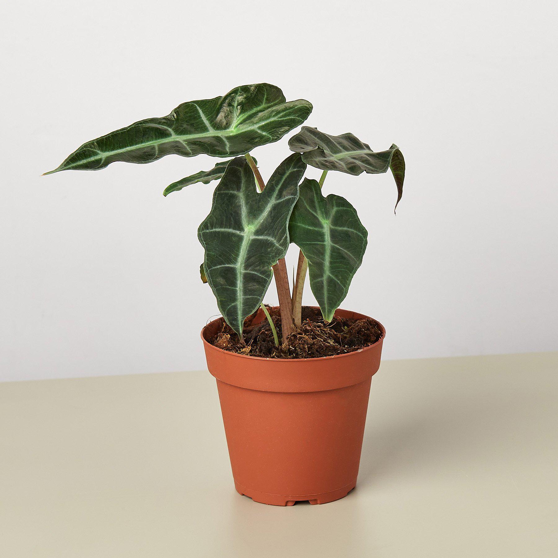 Alocasia Polly 'African Mask' - House Plant Shop