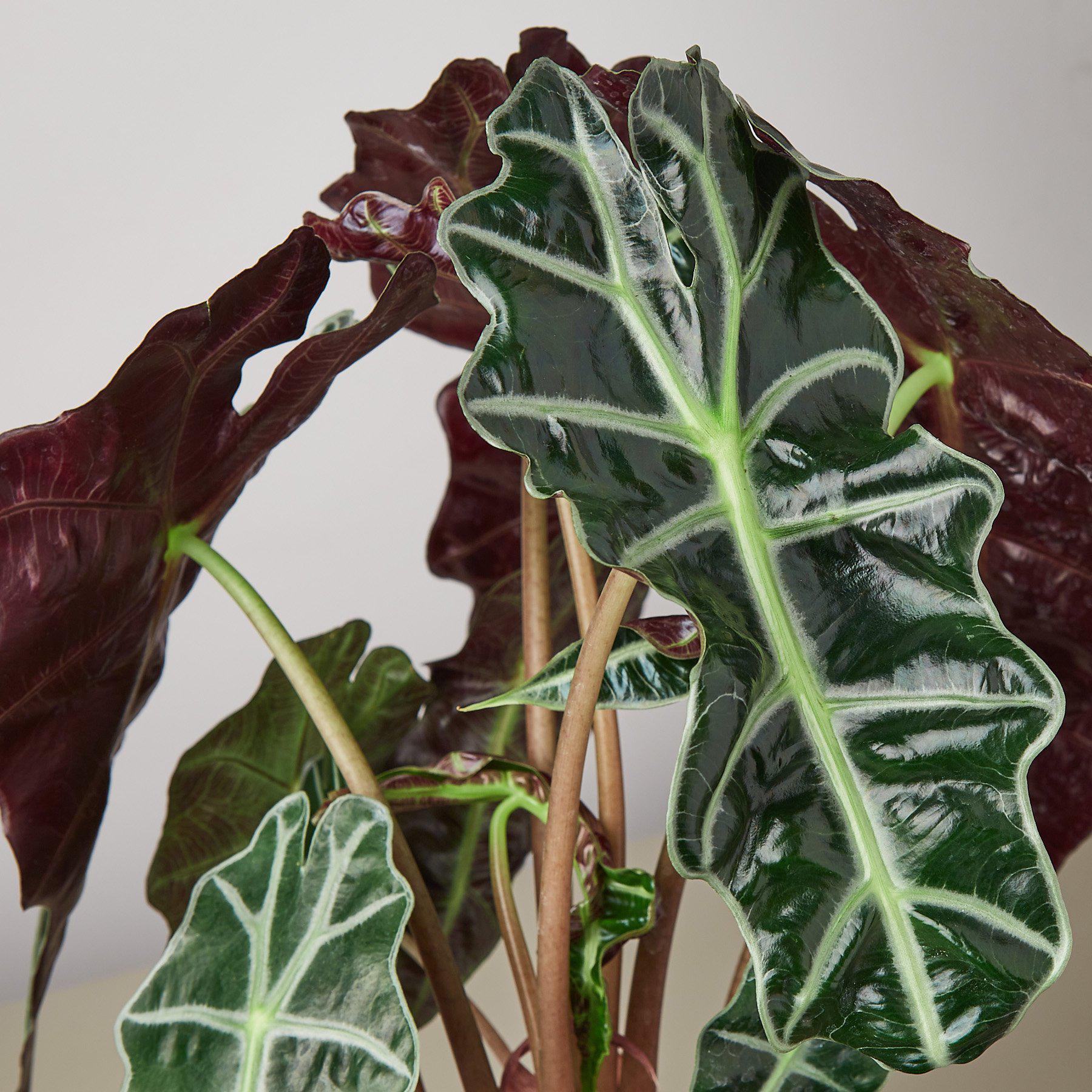 Alocasia Polly 'African Mask' - House Plant Shop