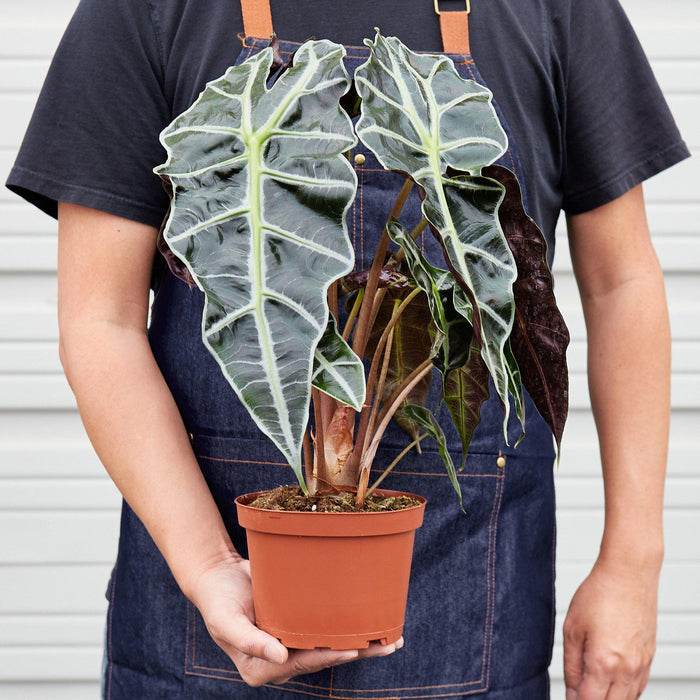 african mask elephant ear plant Alocasia Polly 'African Mask'