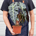 Alocasia Polly 'African Mask' - House Plant Shop