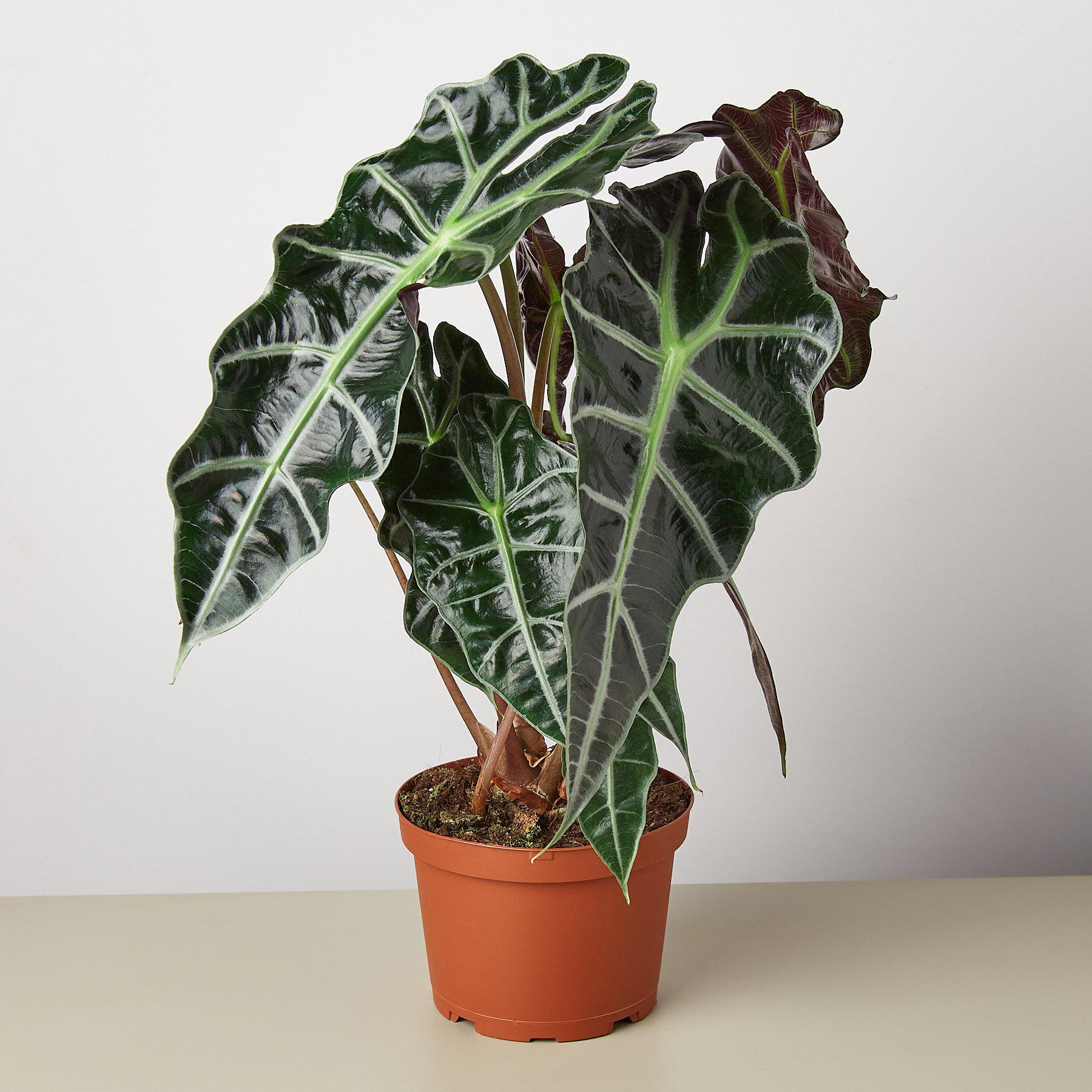 Alocasia Polly Mask' | Indoor Plant | Tropical Plant | Potted Plant Plant Shop