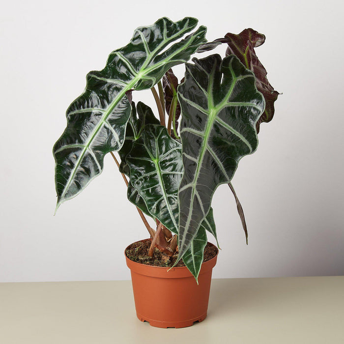 african house plant Alocasia Polly 'African Mask'