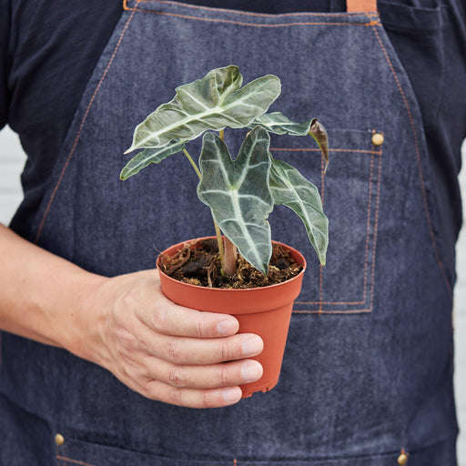 african mask elephant ear plant Alocasia Polly 'African Mask' | Indoor Plant | Tropical Plant | Potted Plant