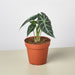 Alocasia Amazonica 'Bambino' - 4" Pot - House Plant Shop