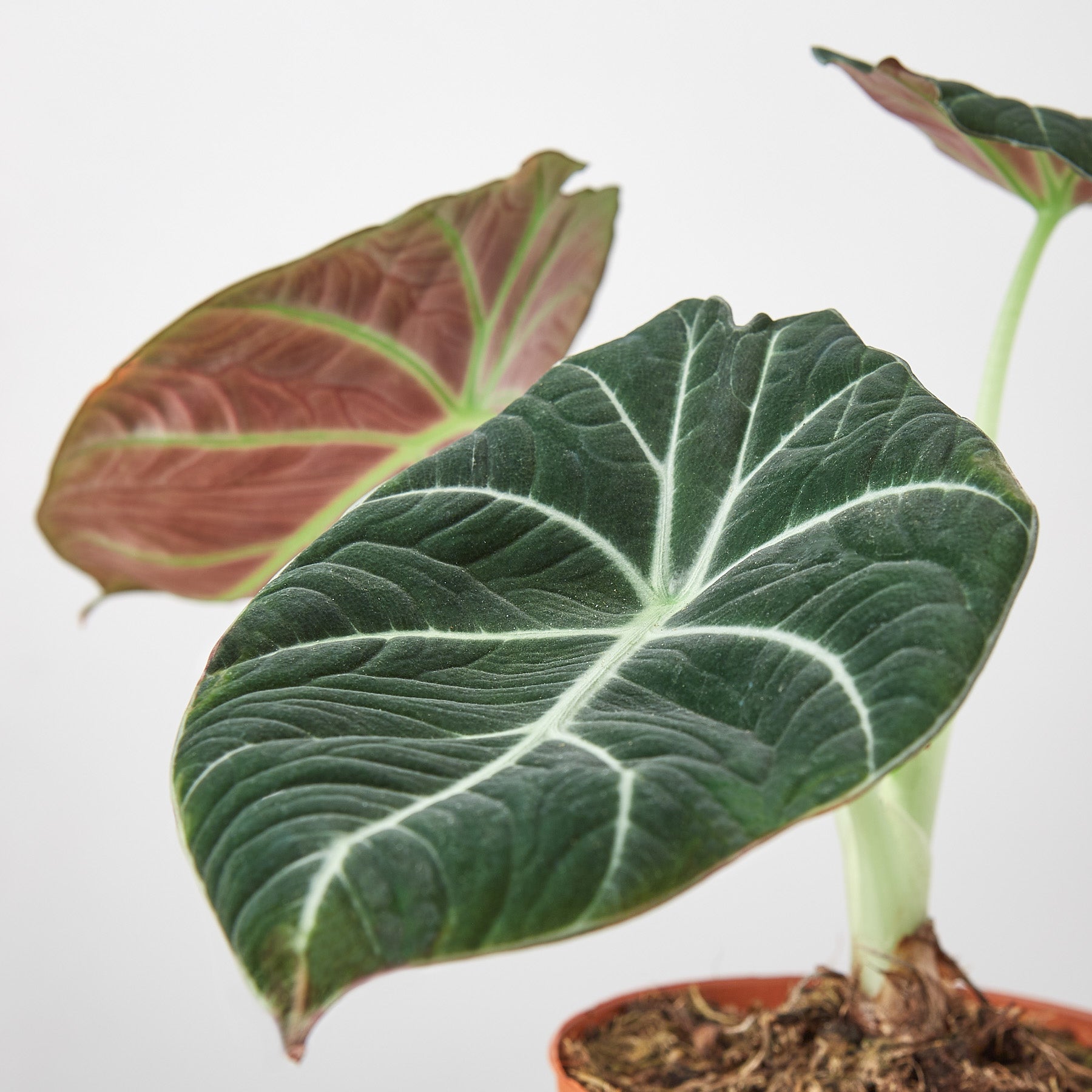 Alocasia Reginula 'Black Velvet' - 4