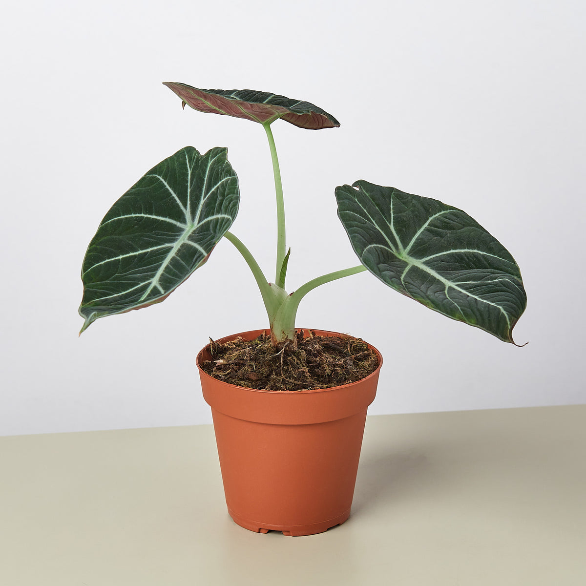 Alocasia Reginula 'Black Velvet' - 4