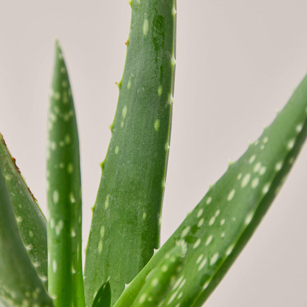 aloe vera plant sellers Aloe Vera | Indoor Plant | Tropical Plant | Potted Plant