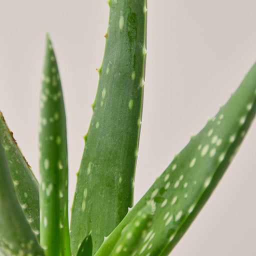Aloe Vera - House Plant Shop