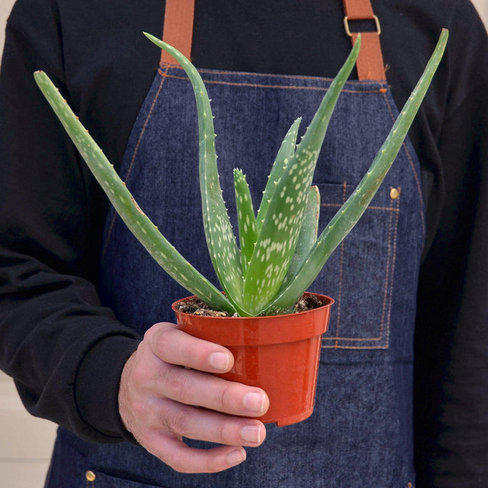where to buy real aloe vera plant Aloe Vera | Indoor Plant | Tropical Plant | Potted Plant