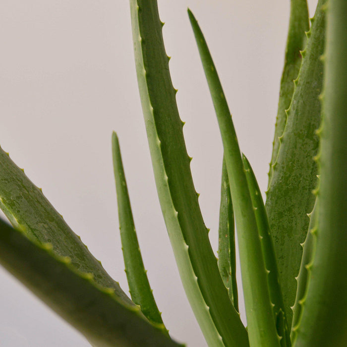 aloe vera plant stop and shop Aloe Vera