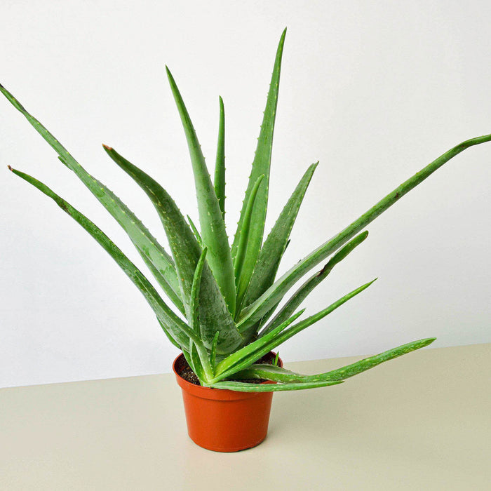 indoor plant looks like aloe vera Aloe Vera | Indoor Plant | Tropical Plant | Potted Plant