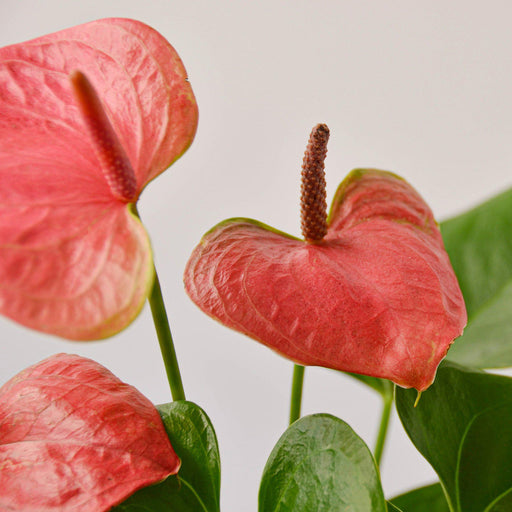 flower anthurium Anthurium 'Pink' | Indoor Plant | Tropical Plant | Potted Plant