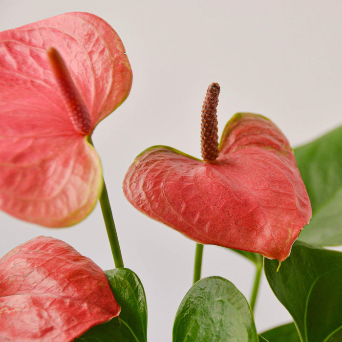 forest of endurance the pink anthurium Anthurium 'Pink'