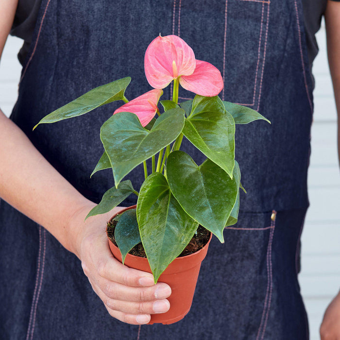 houseplant anthurium Anthurium 'Pink'