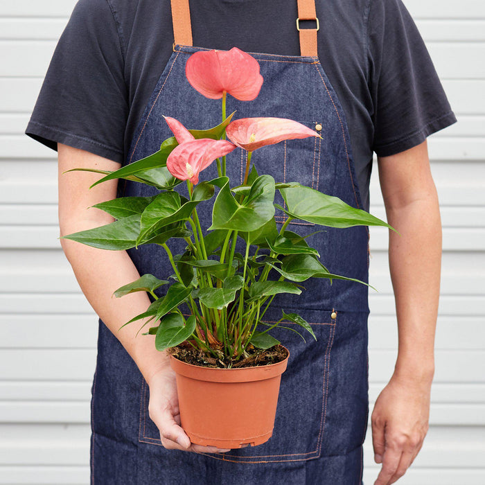 anthurium online shop Anthurium 'Pink'