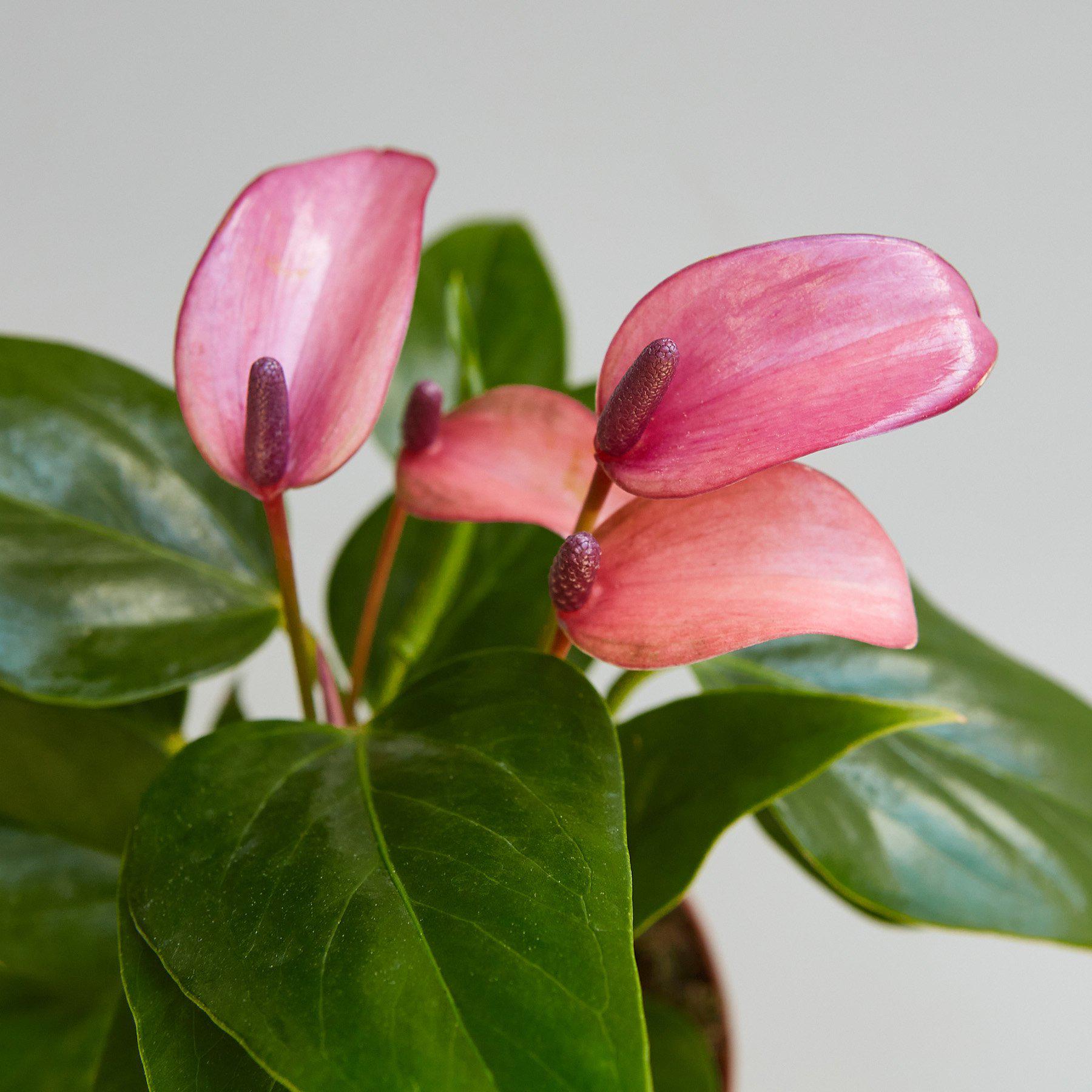 Anthurium 'Purple' - House Plant Shop