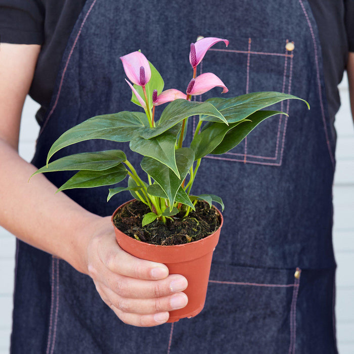 anthurium plant for sale in gampaha Anthurium 'Purple' | Indoor Plant | Tropical Plant | Potted Plant