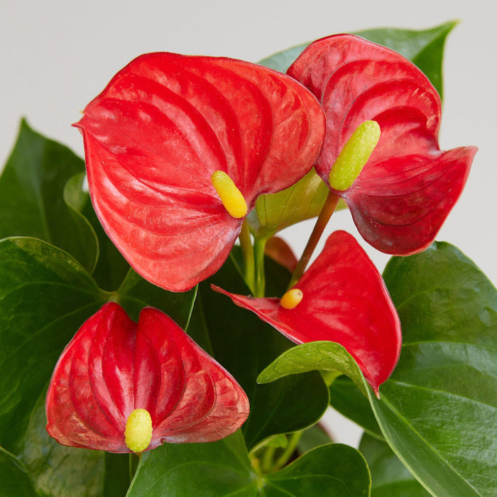 red leaf indoor plant Anthurium 'Red' | Indoor Plant | Tropical Plant | Potted Plant
