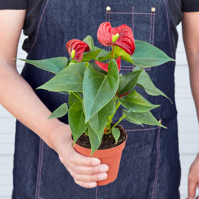 red indoor plants Anthurium 'Red' | Indoor Plant | Tropical Plant | Potted Plant