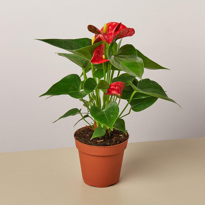 indoor red plant Anthurium 'Red' | Indoor Plant | Tropical Plant | Potted Plant