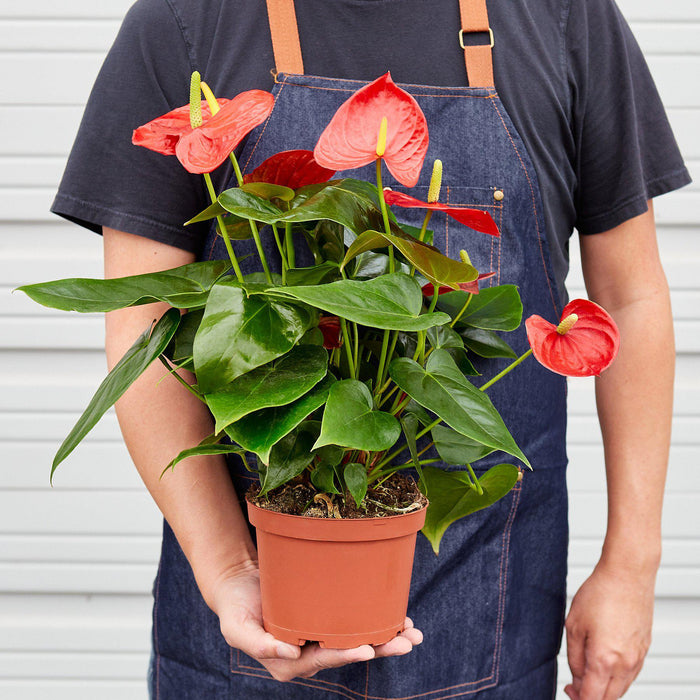 dark red house plant Anthurium 'Red' | Indoor Plant | Tropical Plant | Potted Plant