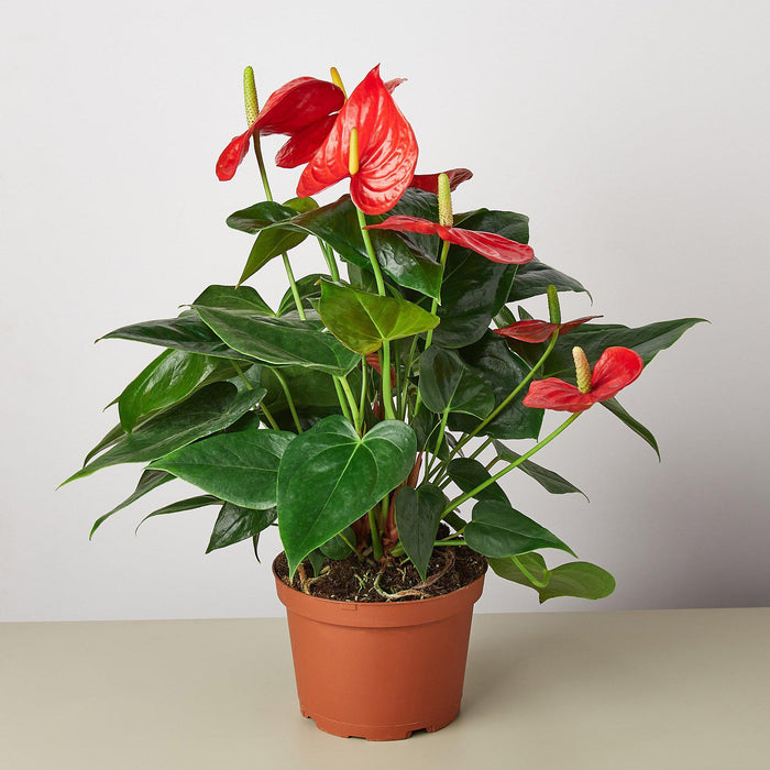 tropical indoor plant with red flower Anthurium 'Red' | Indoor Plant | Tropical Plant | Potted Plant