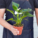 Anthurium 'White' - House Plant Shop