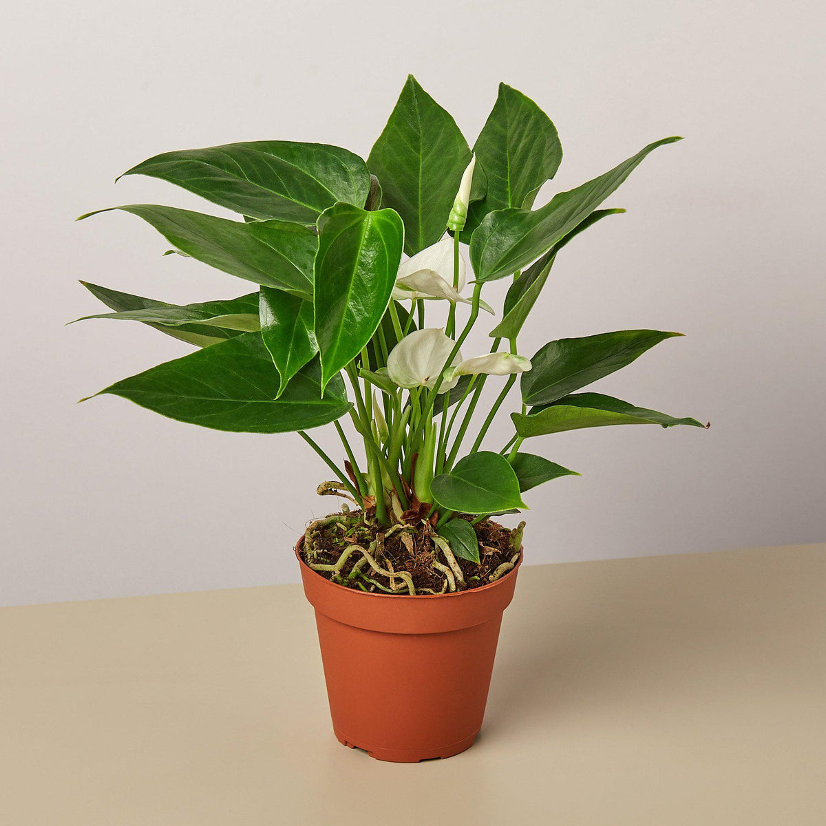 white anthurium plant for sale Anthurium 'White' | Indoor Plant | Tropical Plant | Potted Plant