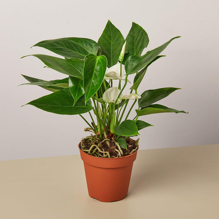 white anthurium price Anthurium 'White' | Indoor Plant | Tropical Plant | Potted Plant