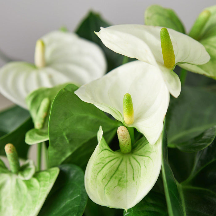white flower house plant Anthurium 'White' | Indoor Plant | Tropical Plant | Potted Plant